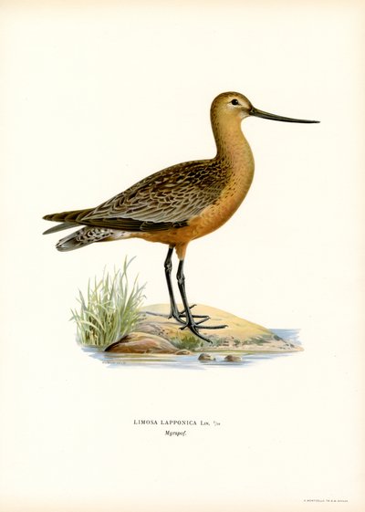 Godwit de cauda de barra (cor litho) de Magnus Ferdinand and Wilhelm von Wright
