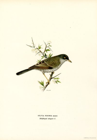 Barred Warbler (cor litho) de Magnus Ferdinand and Wilhelm von Wright