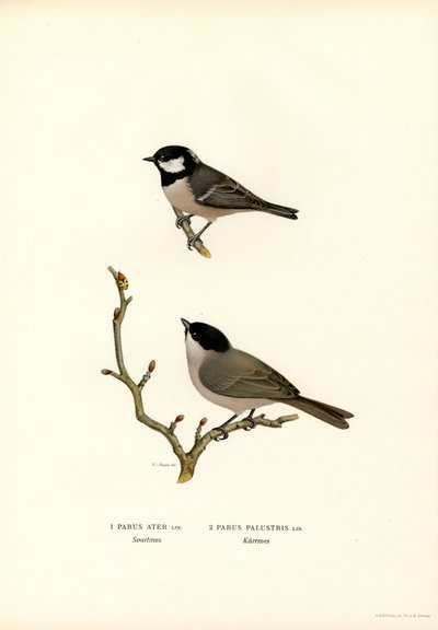 chapim-de-crista-preta (lito colorido) de Magnus Ferdinand and Wilhelm von Wright