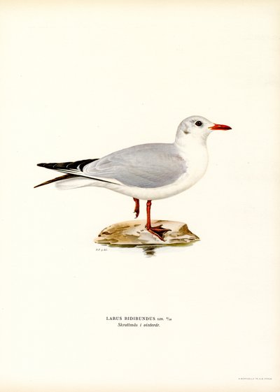 Gaivota de cabeça negra (cor litho) de Magnus Ferdinand and Wilhelm von Wright