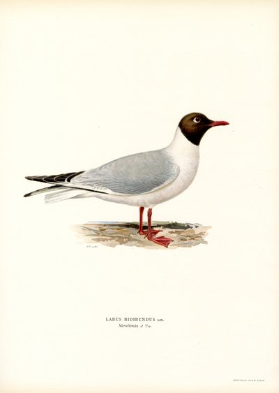 Gaivota-de-cabeça-preta (lito colorido) de Magnus Ferdinand and Wilhelm von Wright
