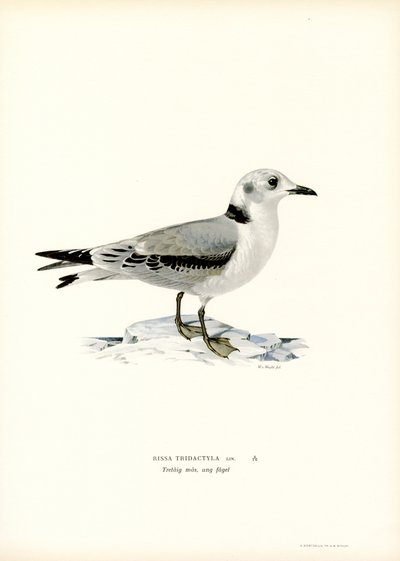 Kittiwake de pernas pretas (cor litho) de Magnus Ferdinand and Wilhelm von Wright