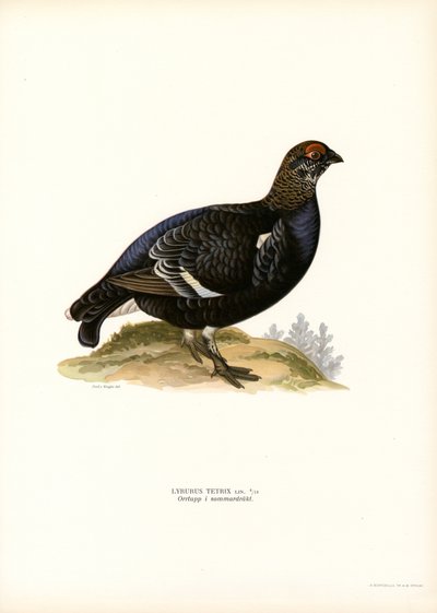 Black Grouse (cor litho) de Magnus Ferdinand and Wilhelm von Wright