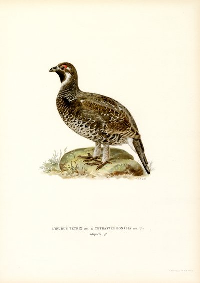 Grouse preto x Grouse de aveleira (cor litho) de Magnus Ferdinand and Wilhelm von Wright