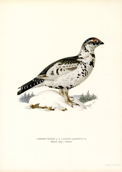 Black Grouse x Willow Ptarmigan (cor litho) de Magnus Ferdinand and Wilhelm von Wright