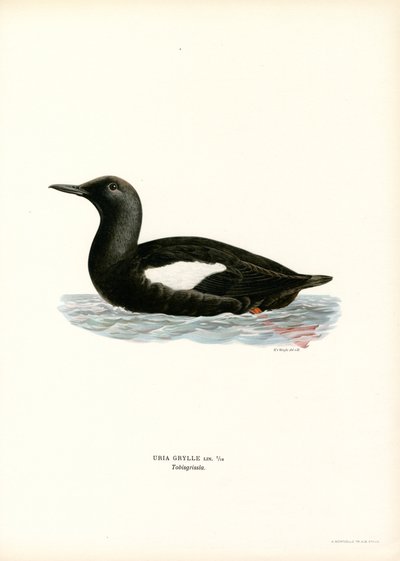 Guillemot preto (cor litho) de Magnus Ferdinand and Wilhelm von Wright