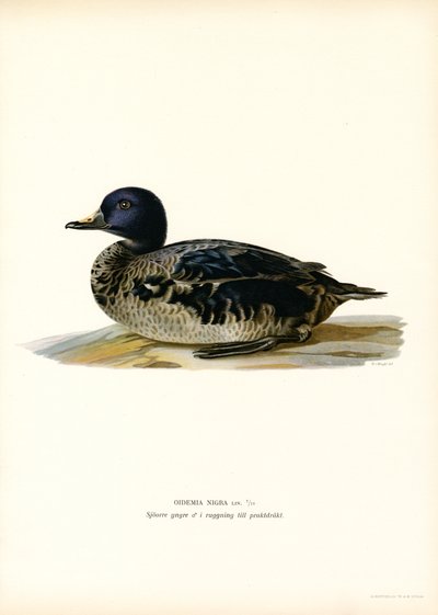 Black Scoter (lito colorido) de Magnus Ferdinand and Wilhelm von Wright