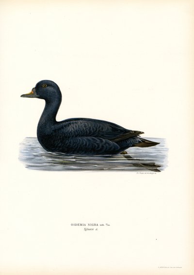 Scoter Preto (cor litho) de Magnus Ferdinand and Wilhelm von Wright