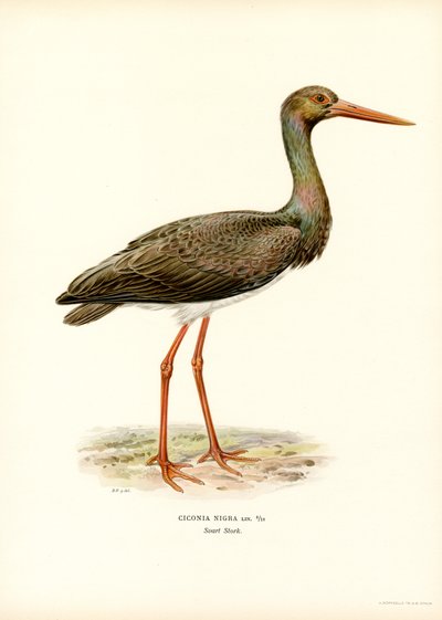 Cegonha preta (cor litho) de Magnus Ferdinand and Wilhelm von Wright
