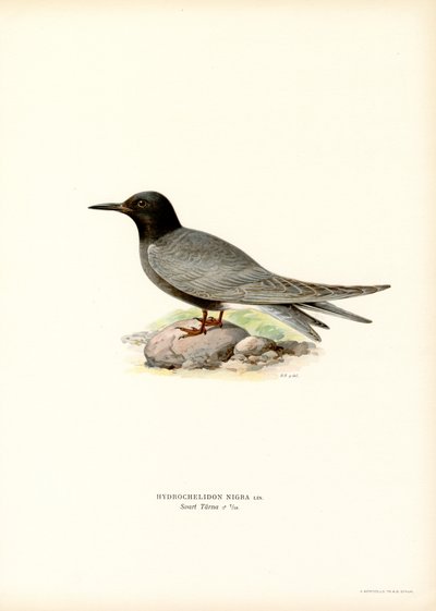 Black Tern (lito colorido) de Magnus Ferdinand and Wilhelm von Wright