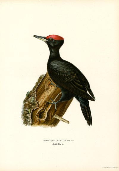 Pica-pau preto (cor litho) de Magnus Ferdinand and Wilhelm von Wright