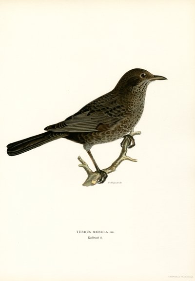 Blackbird (cor litho) de Magnus Ferdinand and Wilhelm von Wright