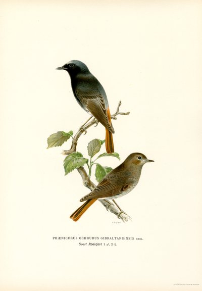 Blackstart (lito colorido) de Magnus Ferdinand and Wilhelm von Wright
