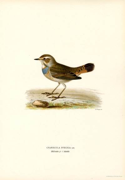 Bluethroat (cor litho) de Magnus Ferdinand and Wilhelm von Wright