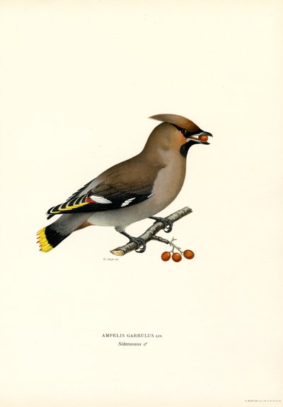 Waxwing boémio (cor litho) de Magnus Ferdinand and Wilhelm von Wright