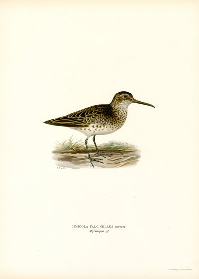 Maçarico-de-bico-grande (cor litho) de Magnus Ferdinand and Wilhelm von Wright