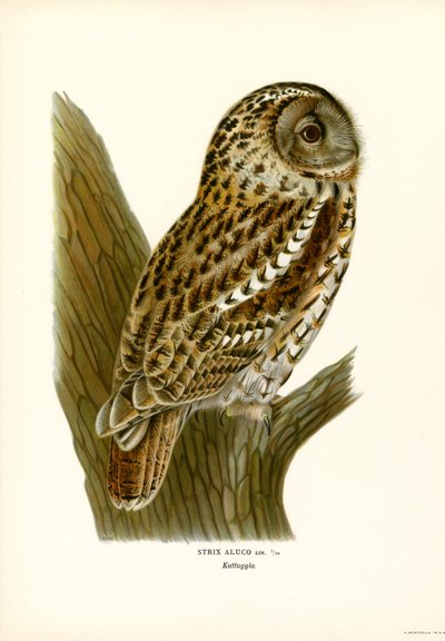 Coruja Marrom (lito colorido) de Magnus Ferdinand and Wilhelm von Wright
