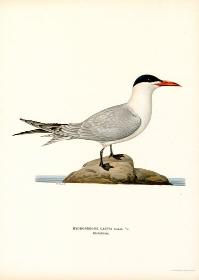 Andorinha-do-mar do Cáspio (lito colorido) de Magnus Ferdinand and Wilhelm von Wright