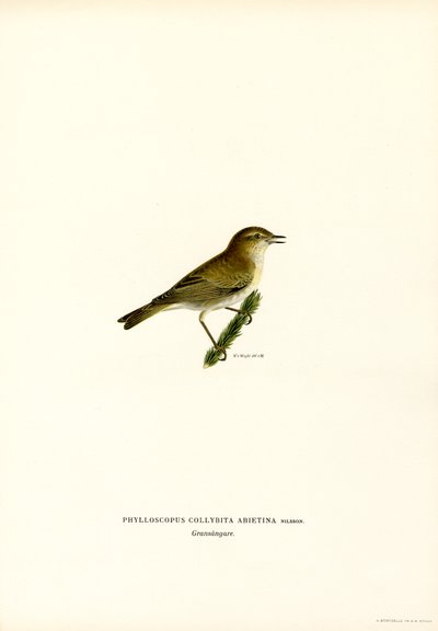 Chiffchaff (lito colorido) de Magnus Ferdinand and Wilhelm von Wright