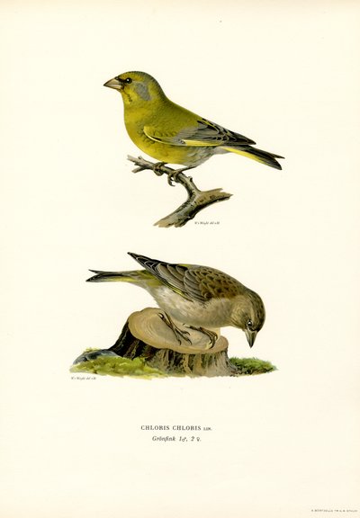 Greenfinch comum (lito a cores) de Magnus Ferdinand and Wilhelm von Wright