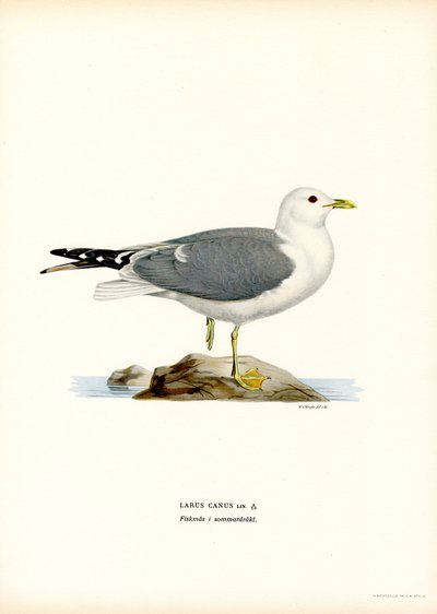Gaivota comum (lito colorido) de Magnus Ferdinand and Wilhelm von Wright