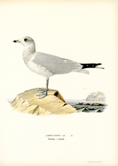 Gaivota comum (cor litho) de Magnus Ferdinand and Wilhelm von Wright