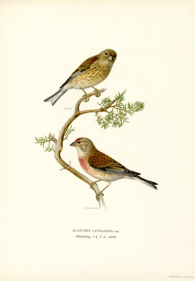 Linho comum (cor litho) de Magnus Ferdinand and Wilhelm von Wright