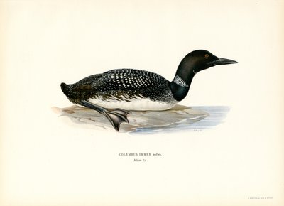 Loon comum (cor litho) de Magnus Ferdinand and Wilhelm von Wright