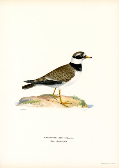 Tarambola-canelada comum (cor litho) de Magnus Ferdinand and Wilhelm von Wright