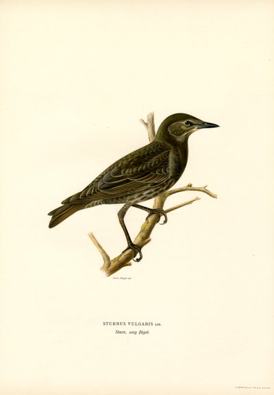 Estorninho comum (cor litho) de Magnus Ferdinand and Wilhelm von Wright