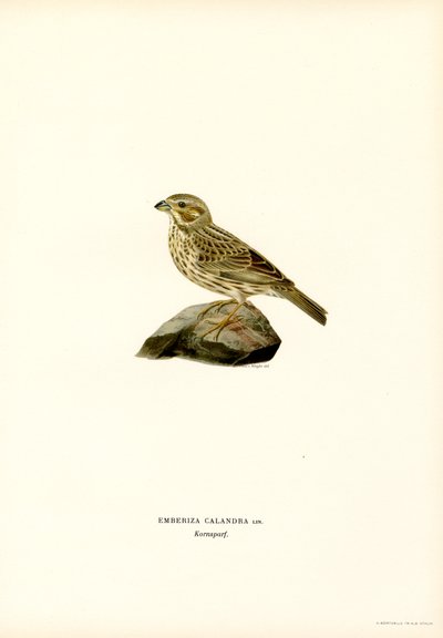 Estamenha de milho (lito colorido) de Magnus Ferdinand and Wilhelm von Wright