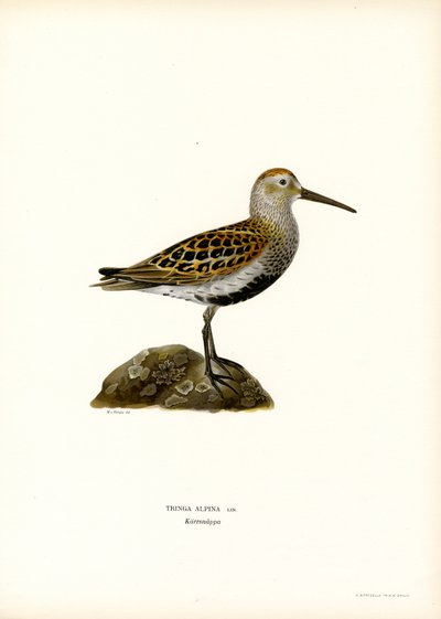 Dunlin (lito colorido) de Magnus Ferdinand and Wilhelm von Wright