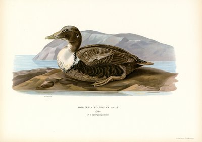 Eider Duck (lito colorido) de Magnus Ferdinand and Wilhelm von Wright