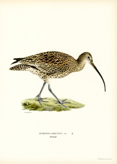 Maçarico da Eurásia (lito colorido) de Magnus Ferdinand and Wilhelm von Wright
