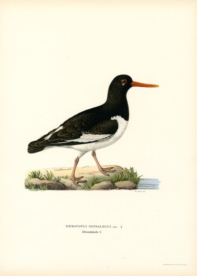 Eurasian Oystercatcher (lito colorido) de Magnus Ferdinand and Wilhelm von Wright