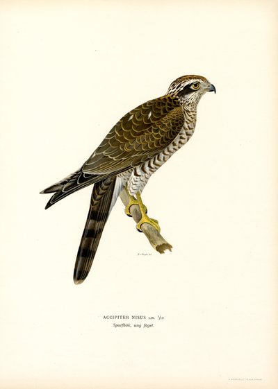 Gavião da Eurásia (cor litho) de Magnus Ferdinand and Wilhelm von Wright