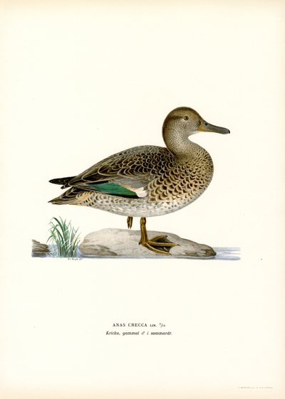 Cerceta euro-asiática (lito colorido) de Magnus Ferdinand and Wilhelm von Wright