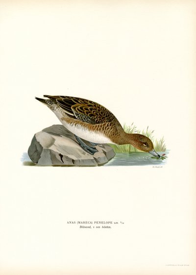 Pombo Eurasiático (cor litho) de Magnus Ferdinand and Wilhelm von Wright