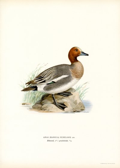 Eurasian Wigeon (lito colorido) de Magnus Ferdinand and Wilhelm von Wright