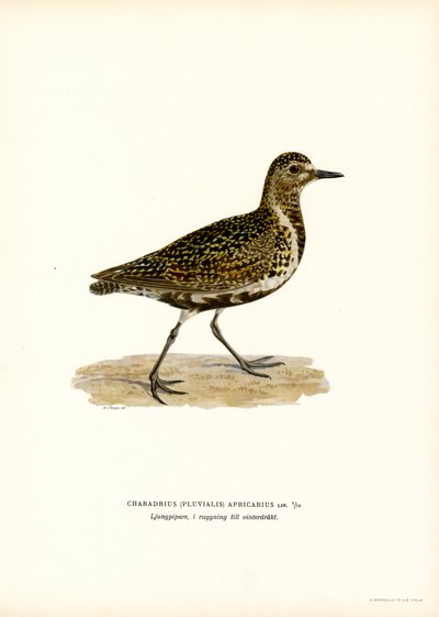 Tarambola-dourada europeia (cor litho) de Magnus Ferdinand and Wilhelm von Wright