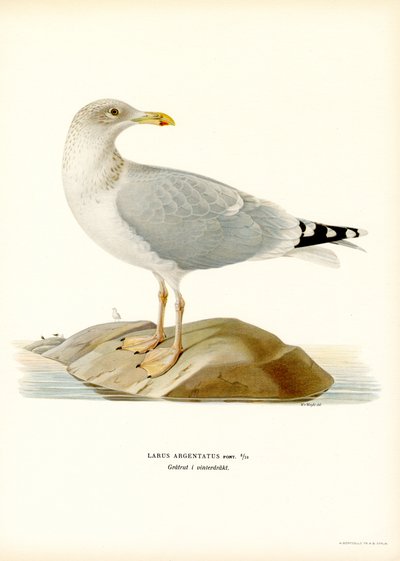 Gaivota de arenque europeia (cor litho) de Magnus Ferdinand and Wilhelm von Wright