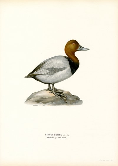 Pochard europeu (lito a cores) de Magnus Ferdinand and Wilhelm von Wright