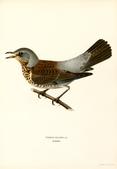 Fieldfare (cor litho) de Magnus Ferdinand and Wilhelm von Wright