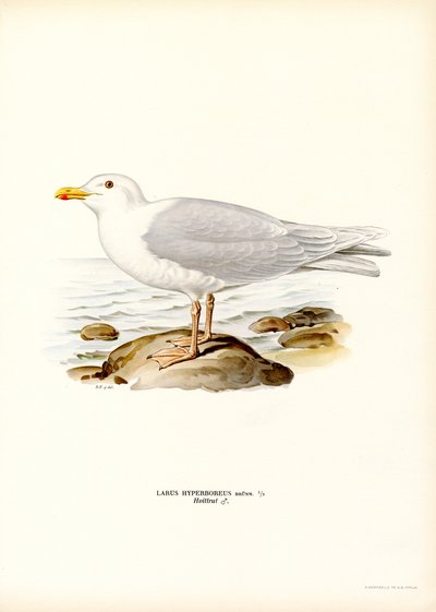 Gaivota Glaucosa (cor litho) de Magnus Ferdinand and Wilhelm von Wright