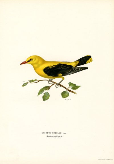 Oriole dourado (cor litho) de Magnus Ferdinand and Wilhelm von Wright
