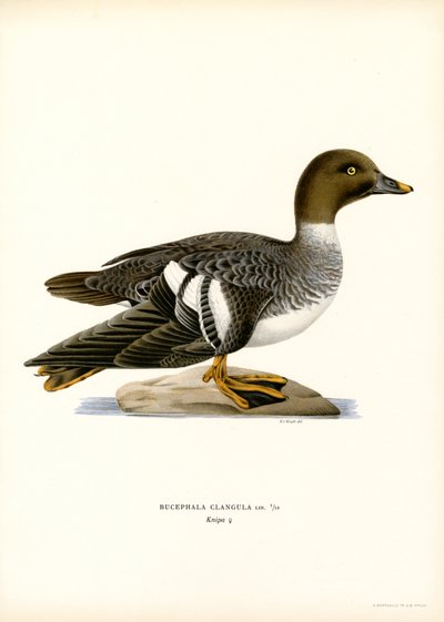 Pato Goldeneye Duck (cor litho) de Magnus Ferdinand and Wilhelm von Wright