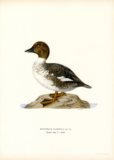 Goldeneye Duck (lito colorido) de Magnus Ferdinand and Wilhelm von Wright