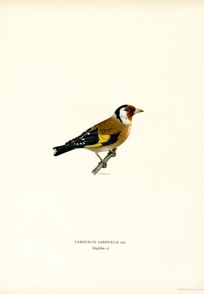 Pintassilgo dourado (cor litho) de Magnus Ferdinand and Wilhelm von Wright