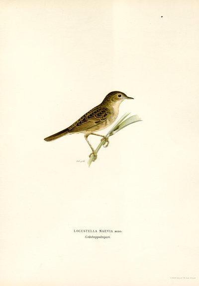 Gafanhoto Warbler (cor litho) de Magnus Ferdinand and Wilhelm von Wright