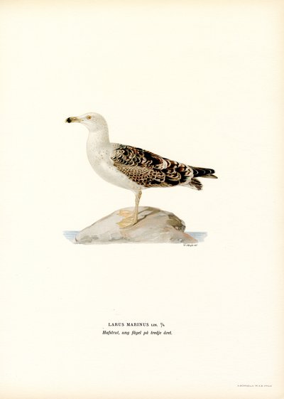 Grande gaivota de dorso preto (lito colorido) de Magnus Ferdinand and Wilhelm von Wright